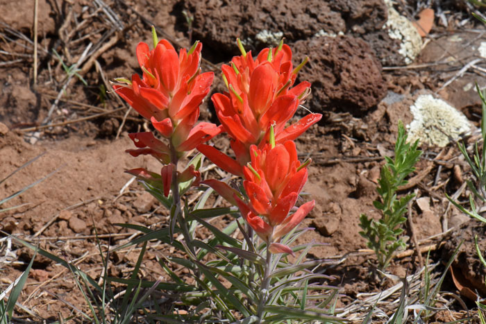 Wholeleaf Indian Paintbrush is a native perennial that grows up to 16 inches tall or so. It is found in the southwestern United States in AZ, CO, NM and TX. Castilleja integra
